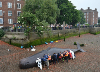 Illustration for article titled Oh, how nice: a hyperrealistic life-sized sculpture of a beached whale